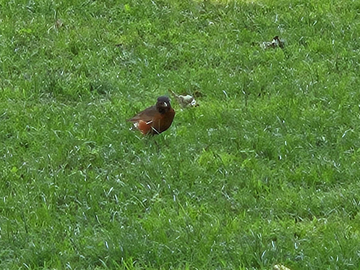 American Robin - ML637834400