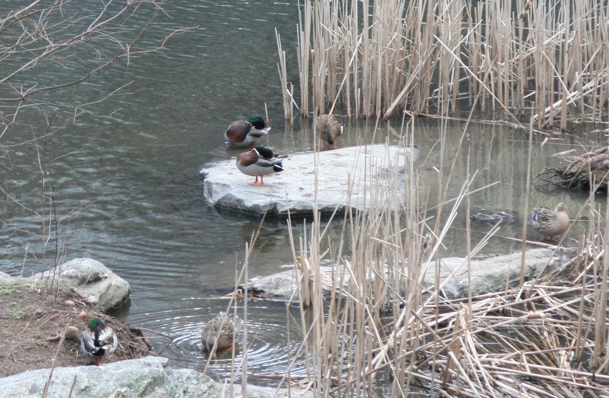 Stockente - ML637834426