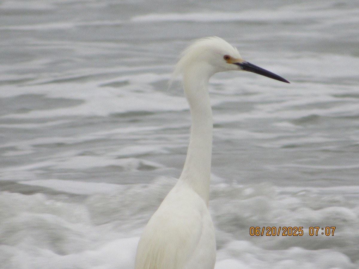 Snowy Egret - ML637834430