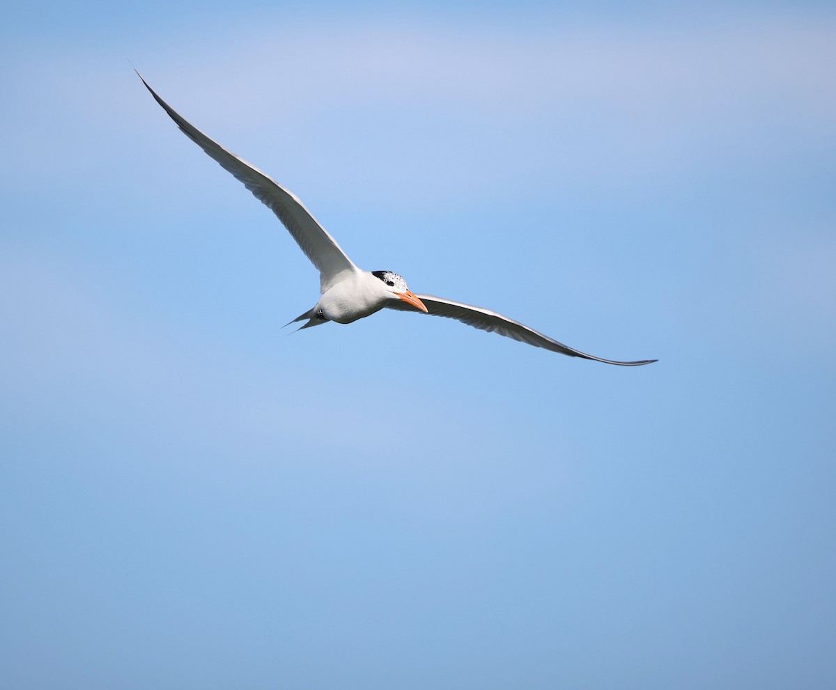 Royal Tern - ML637834527