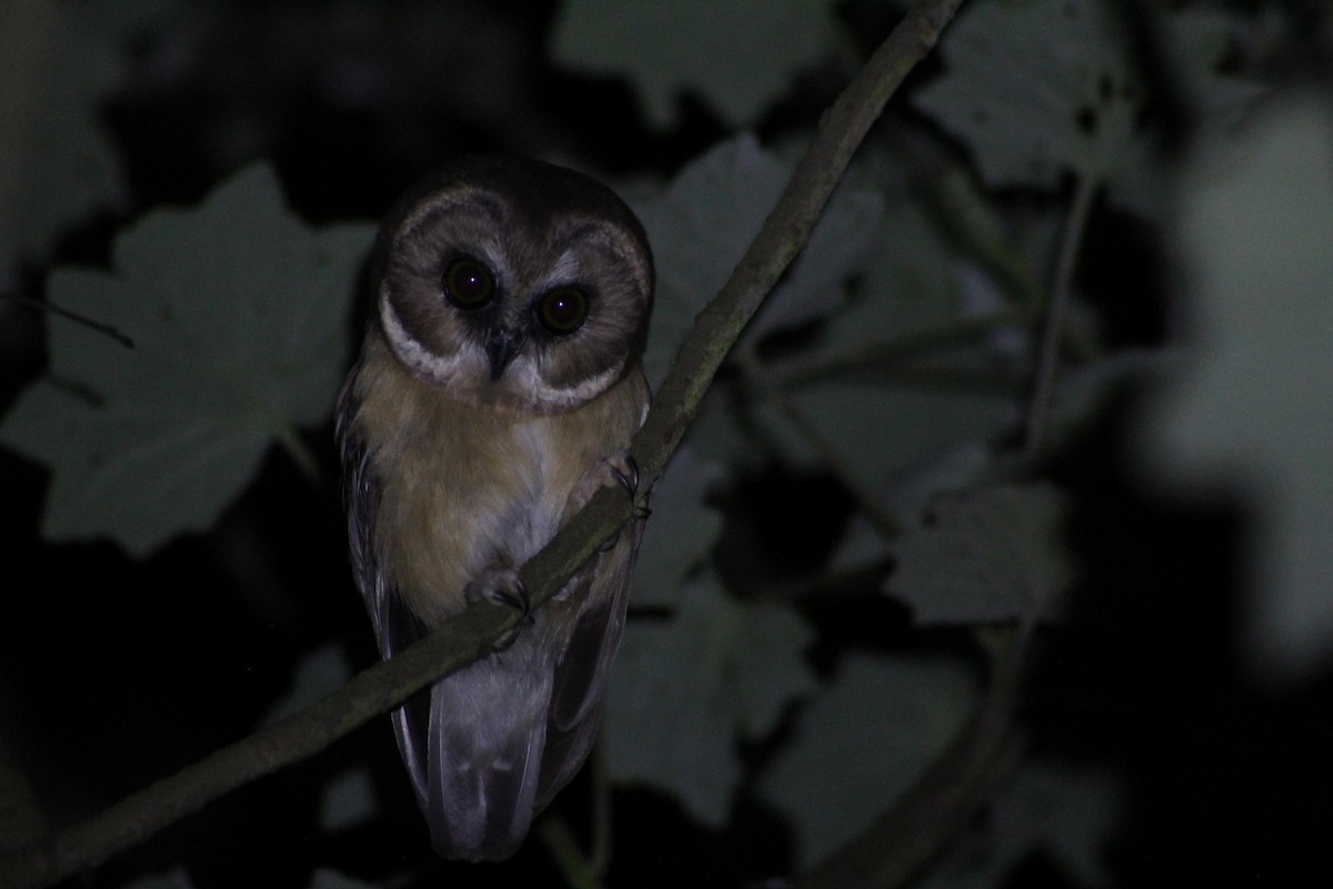 Unspotted Saw-whet Owl - ML637834543