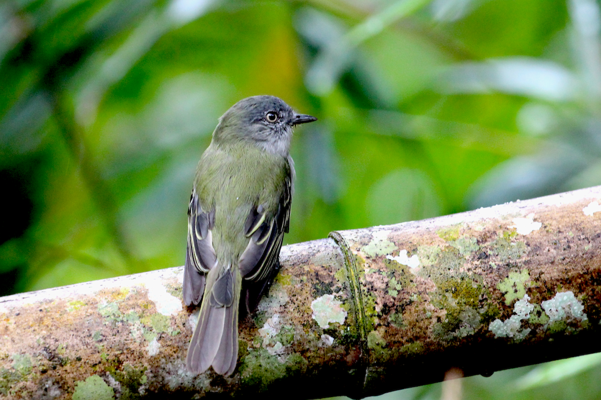 Gray-headed Elaenia - ML637834558