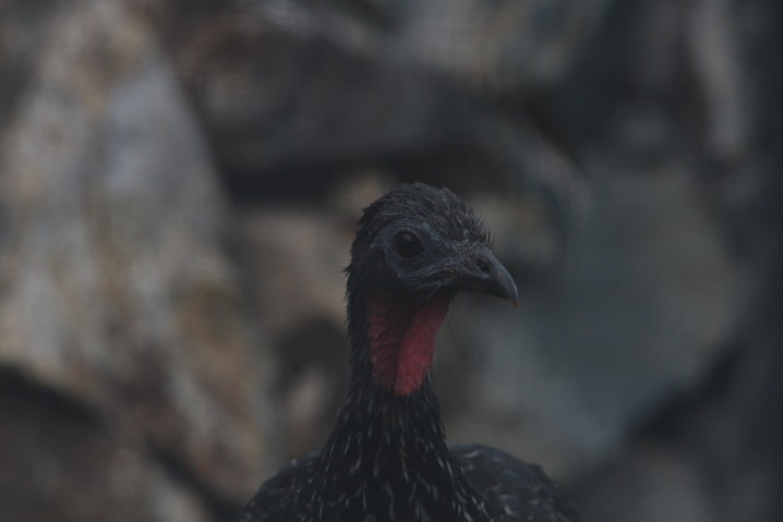 Andean Guan - ML637834615