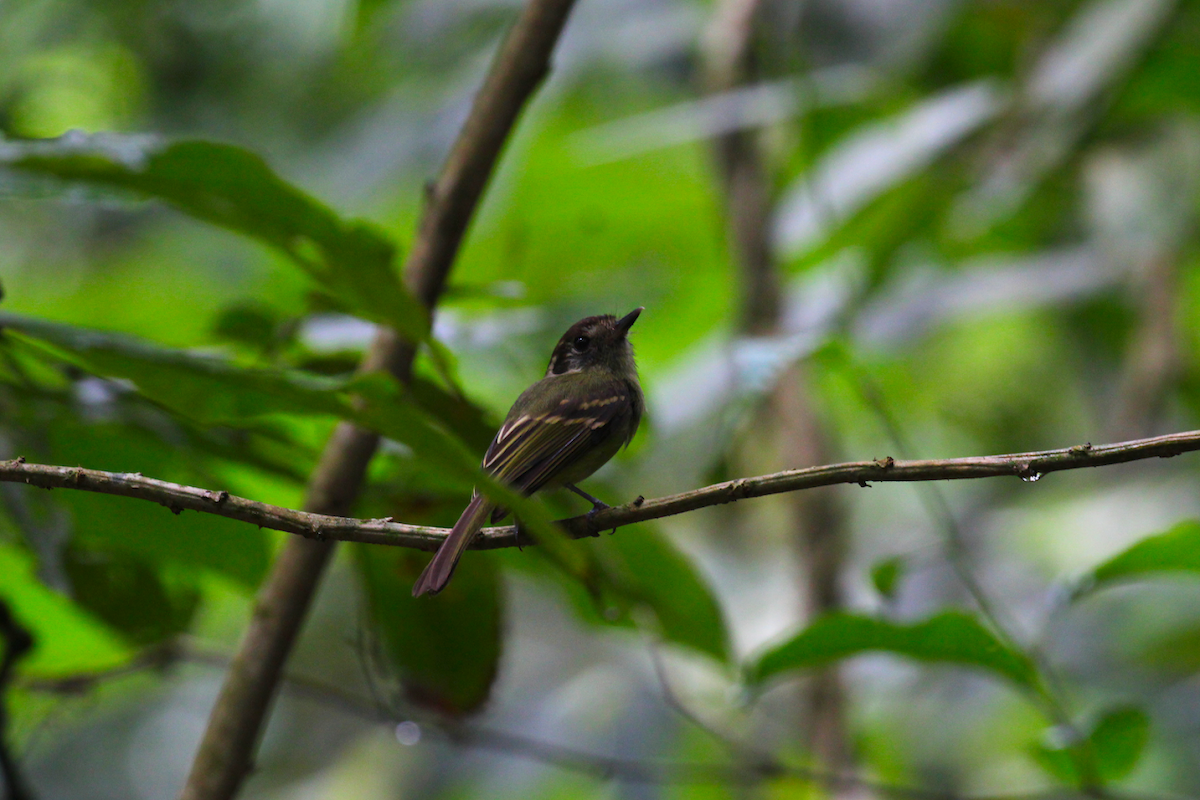 Sepia-capped Flycatcher - ML637834660