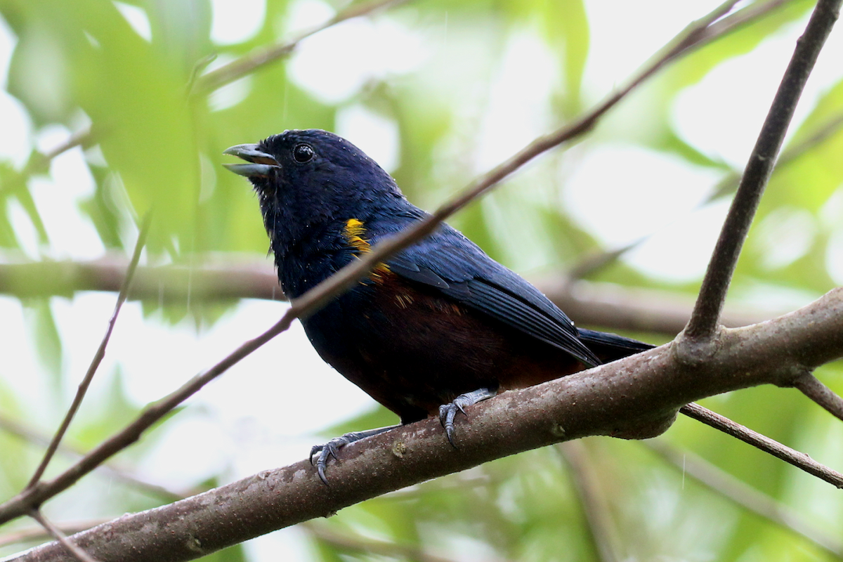 Chestnut-bellied Euphonia - ML637834679