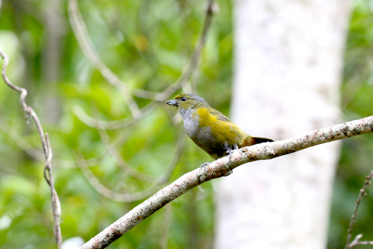 Chestnut-bellied Euphonia - ML637834680