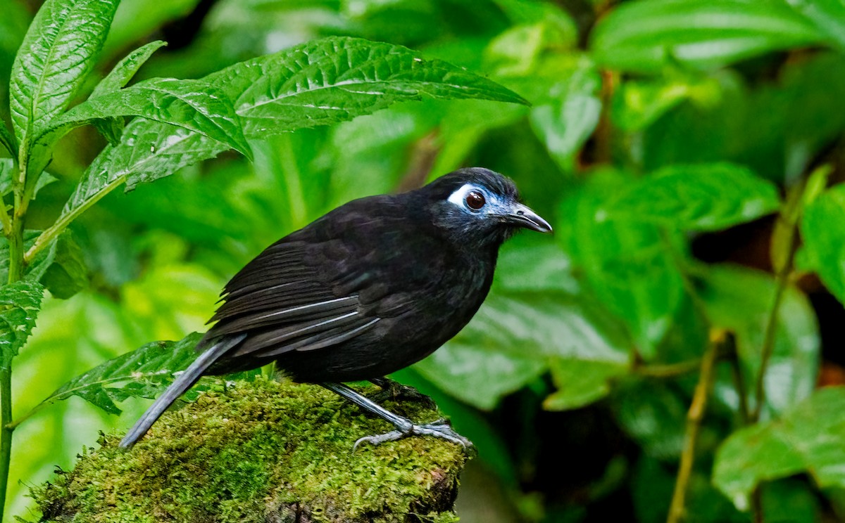 Zeledon's Antbird - ML637834919