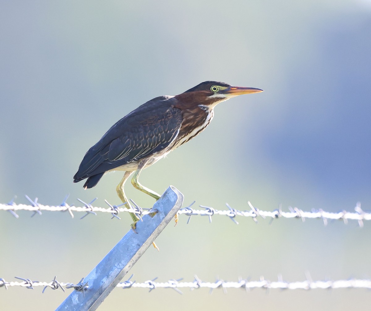 Green Heron - ML637835003