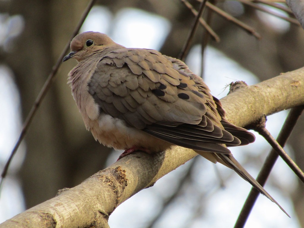 Tourterelle triste - ML637835130