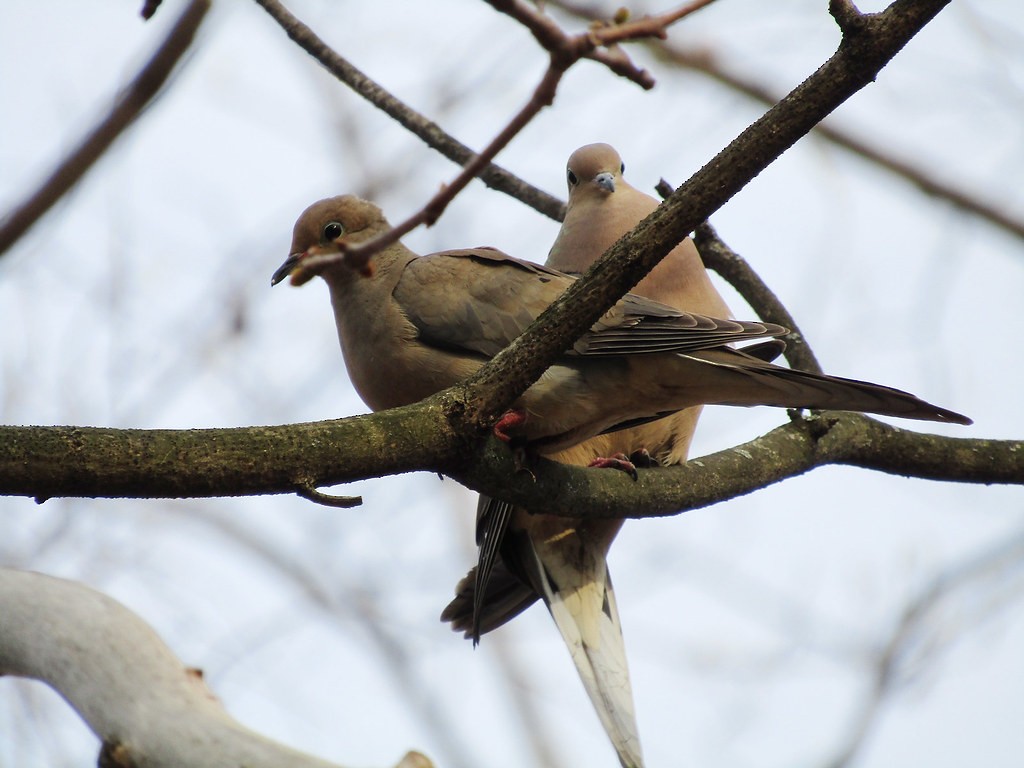 Tourterelle triste - ML637835131