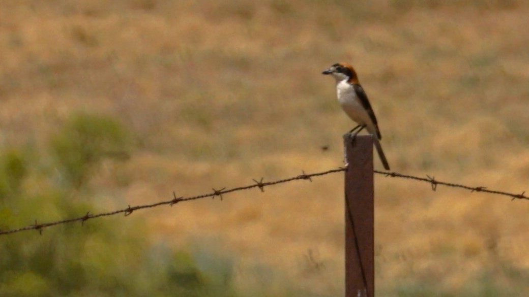 Woodchat Shrike - ML637835136