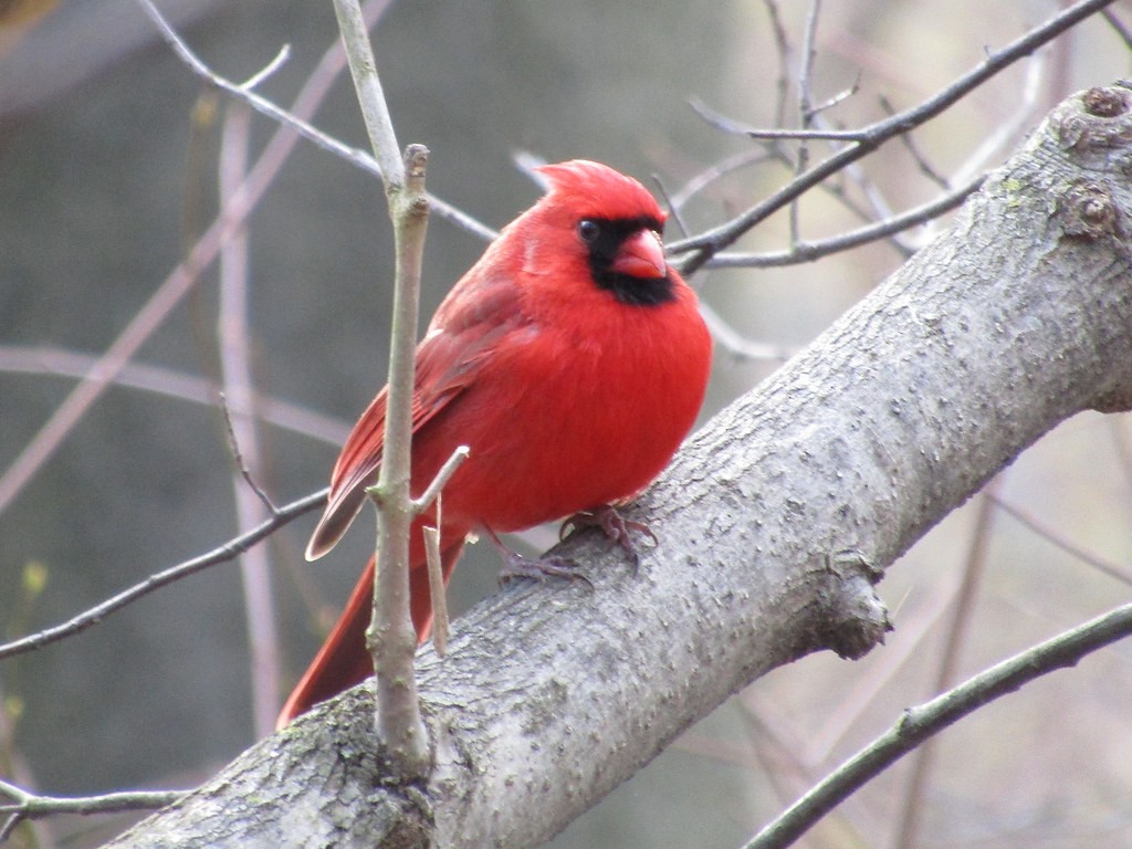 Cardenal Norteño - ML637835156