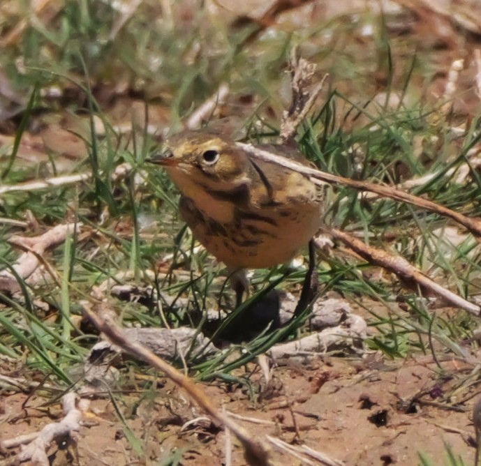 American Pipit - ML637835157