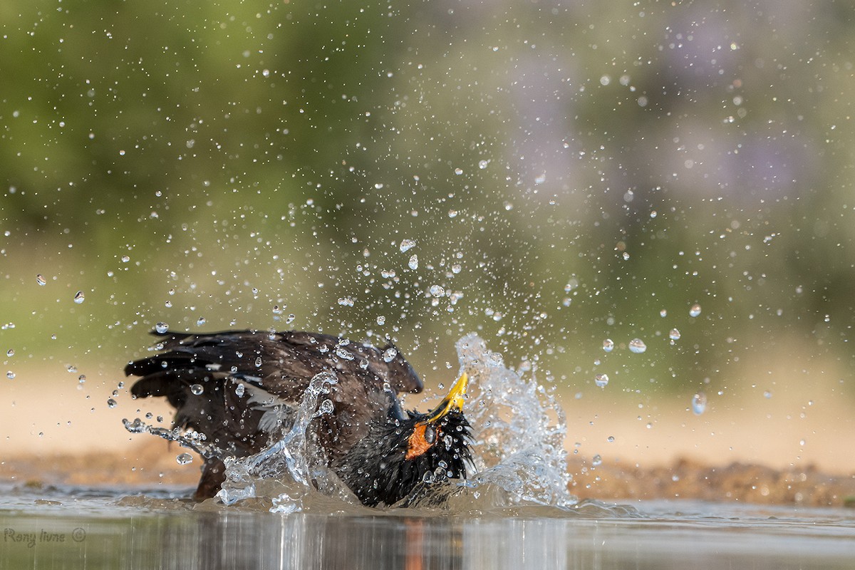 Common Myna - ML637835165