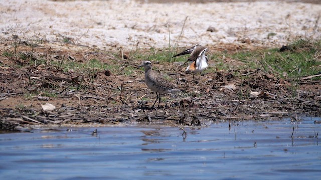 American Golden-Plover - ML637835166