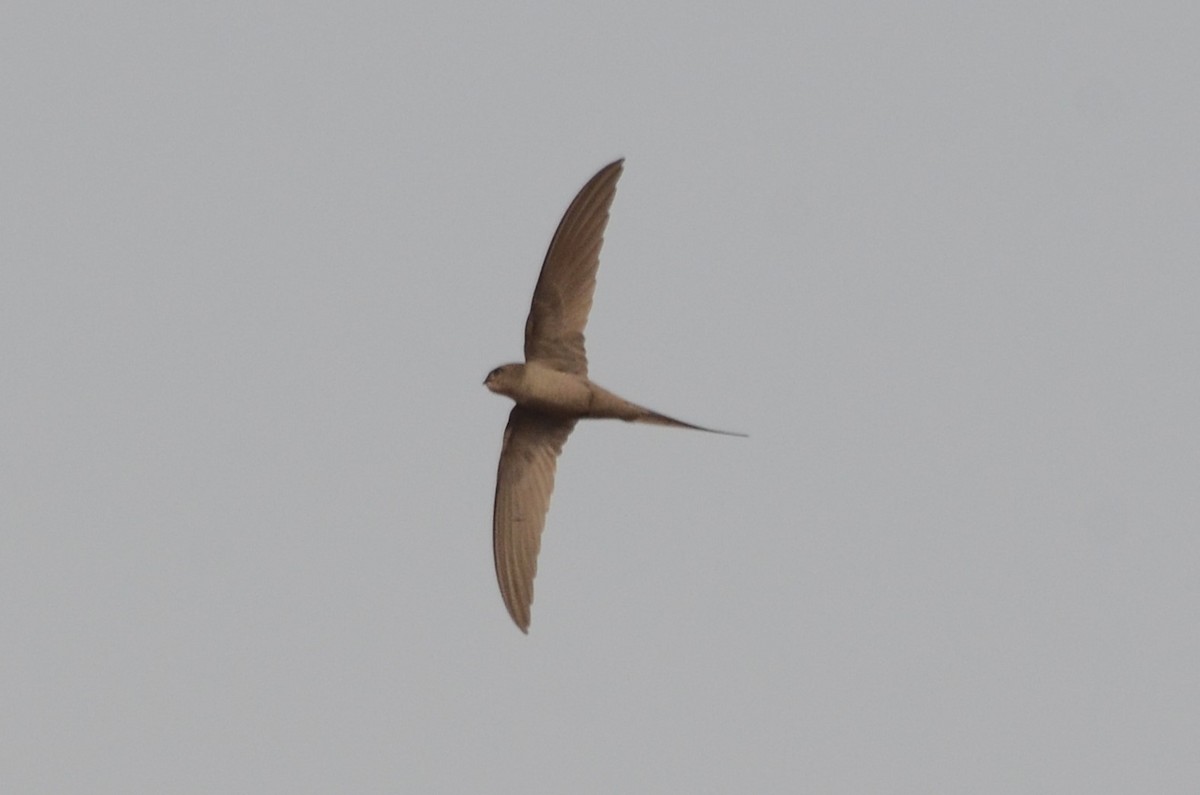 African Palm Swift - ML637835171