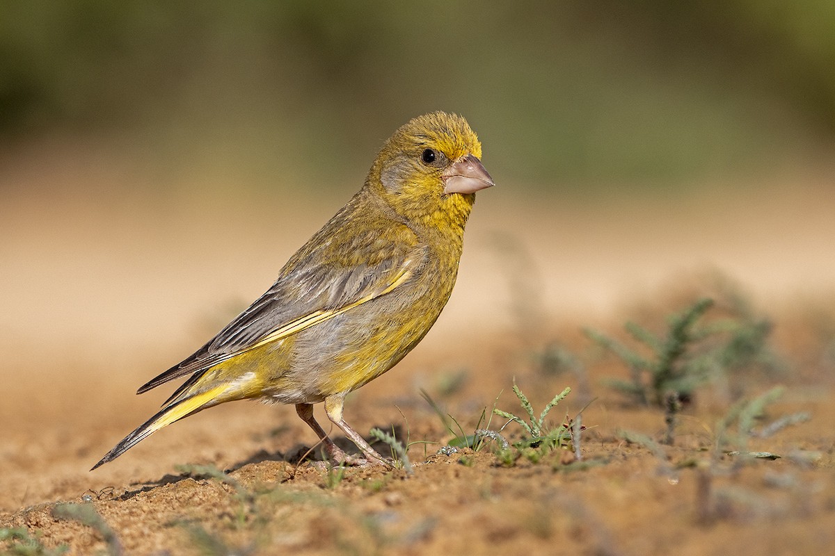 European Greenfinch - ML637835174
