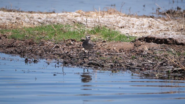 American Golden-Plover - ML637835175
