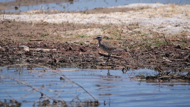 American Golden-Plover - ML637835177