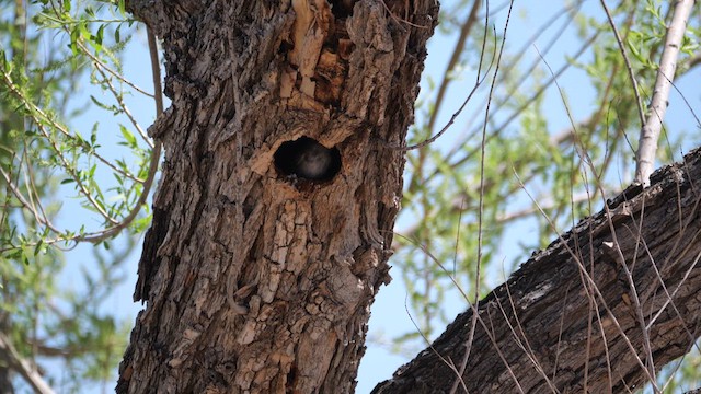 Bewick's Wren - ML637835184