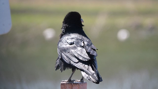 Common Raven - ML637835197