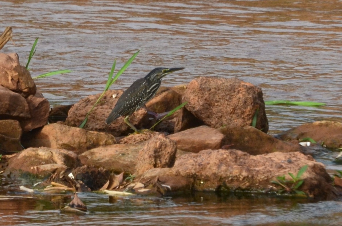 Striated Heron - ML637835234