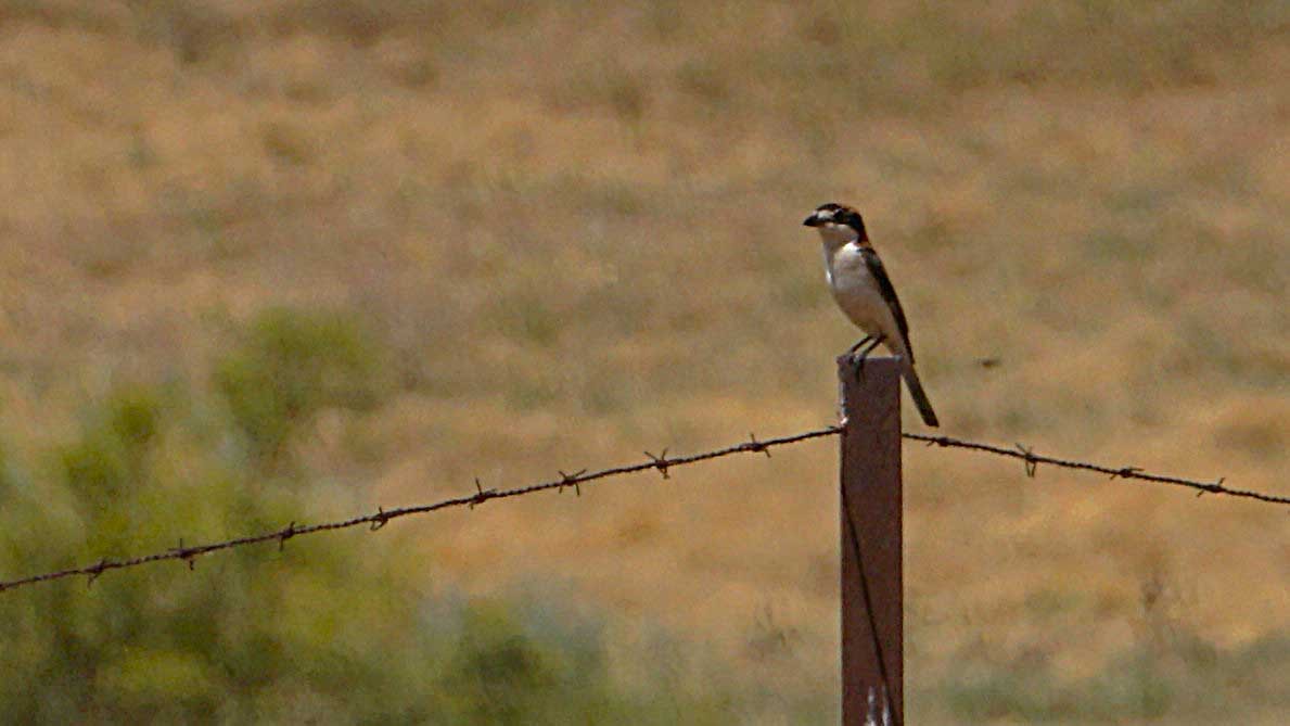 Woodchat Shrike - ML637835237