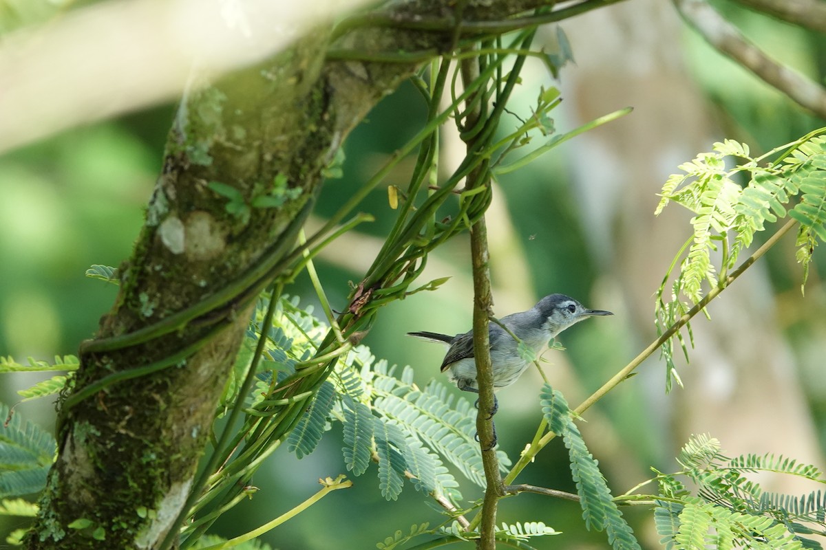 White-browed Gnatcatcher - ML637835242