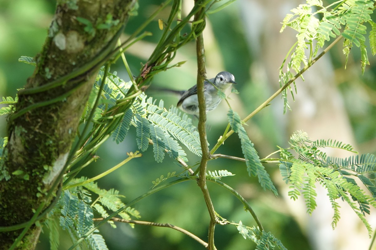 White-browed Gnatcatcher - ML637835249