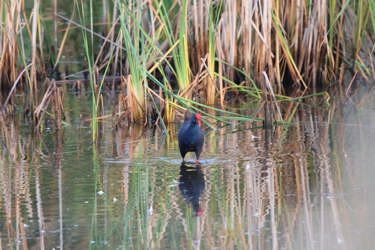 Western Swamphen - ML637835275