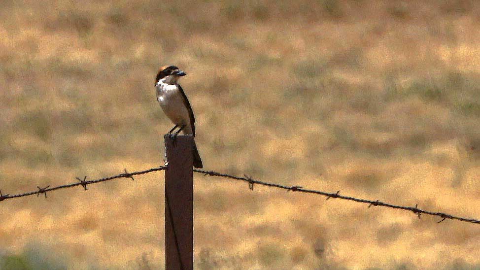 Woodchat Shrike - ML637835377