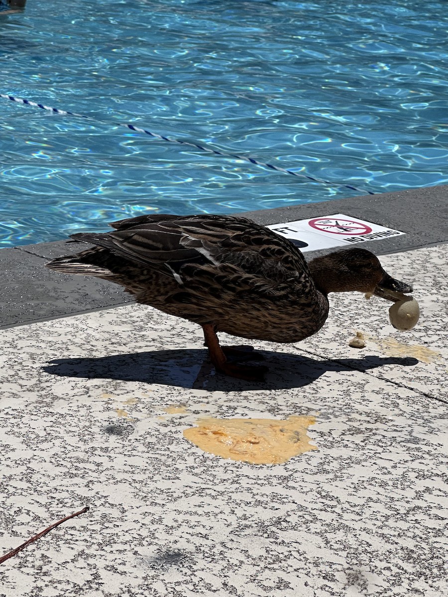 Mallard - ML637835404