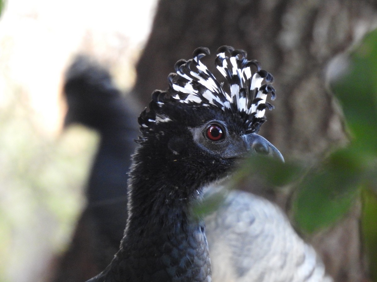 Bare-faced Curassow - ML637835406