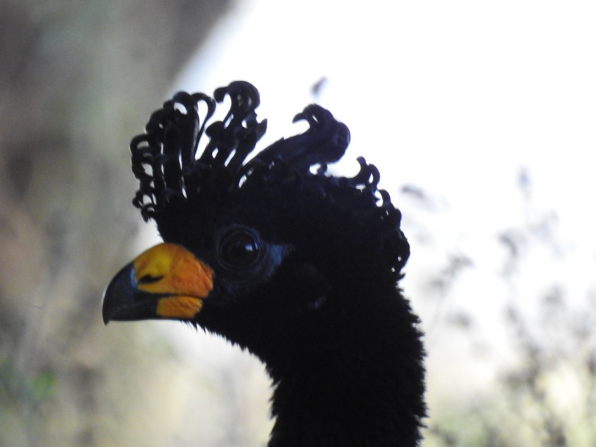 Bare-faced Curassow - ML637835407