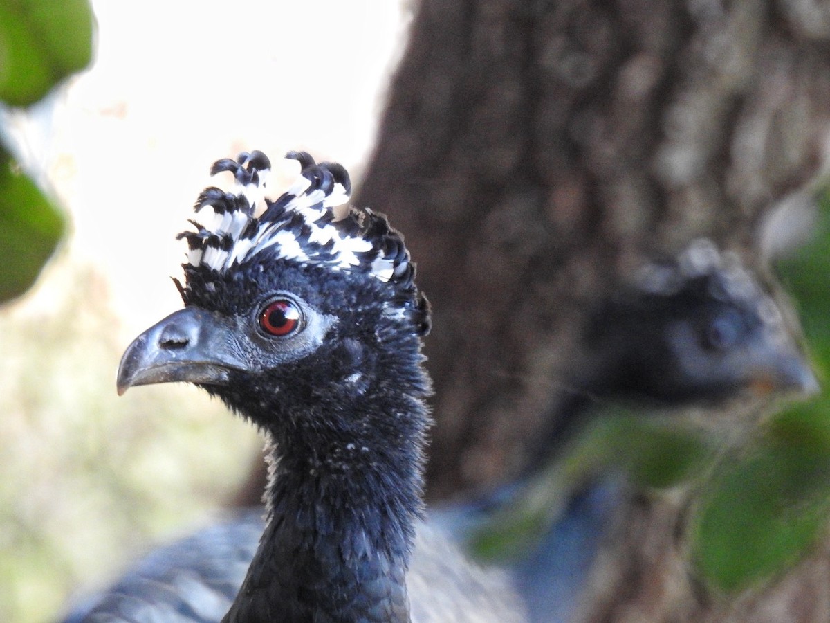 Bare-faced Curassow - ML637835408