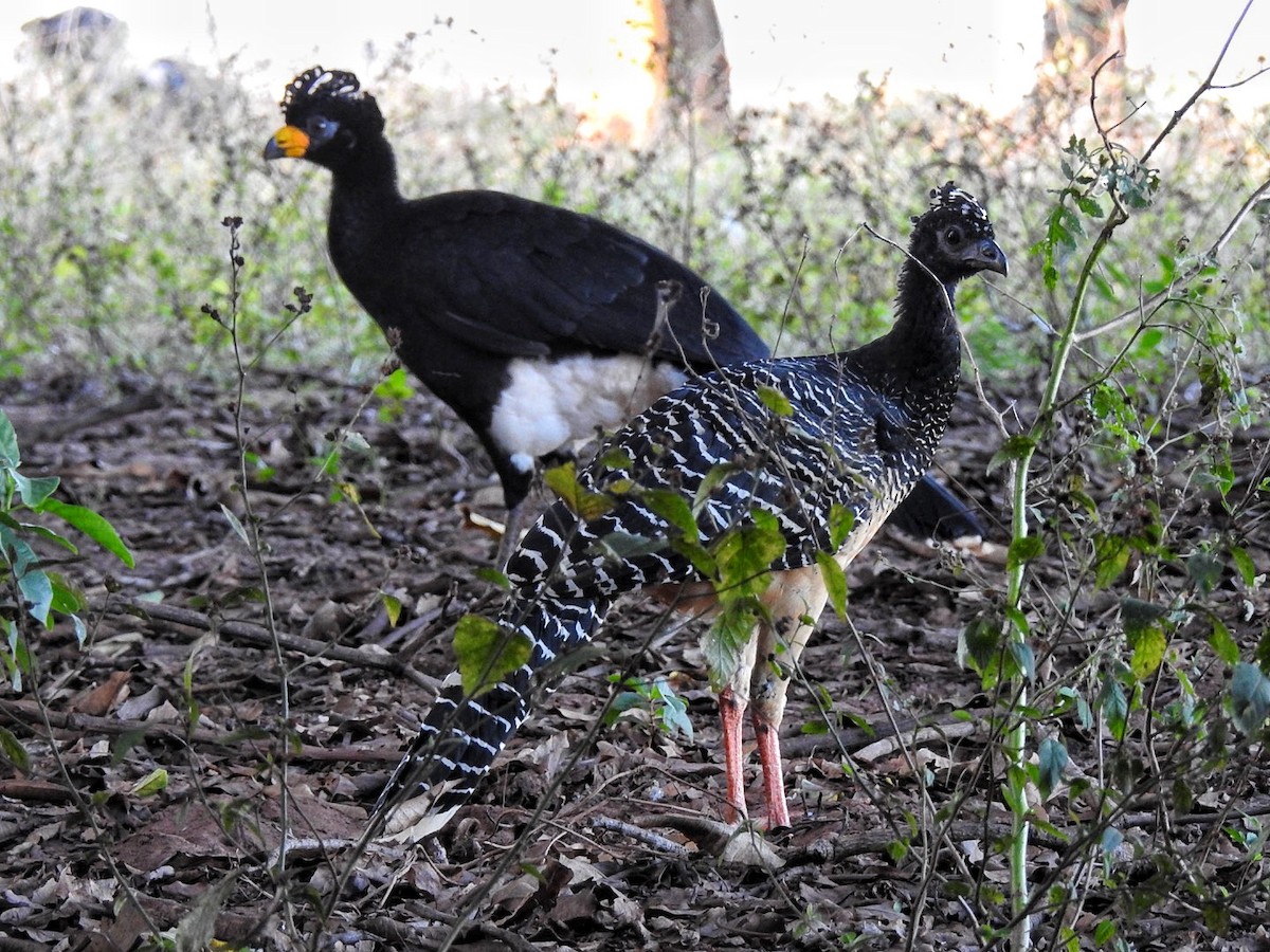 Bare-faced Curassow - ML637835410