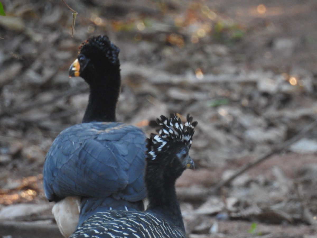 Bare-faced Curassow - ML637835411