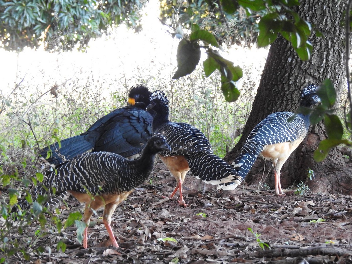 Bare-faced Curassow - ML637835412