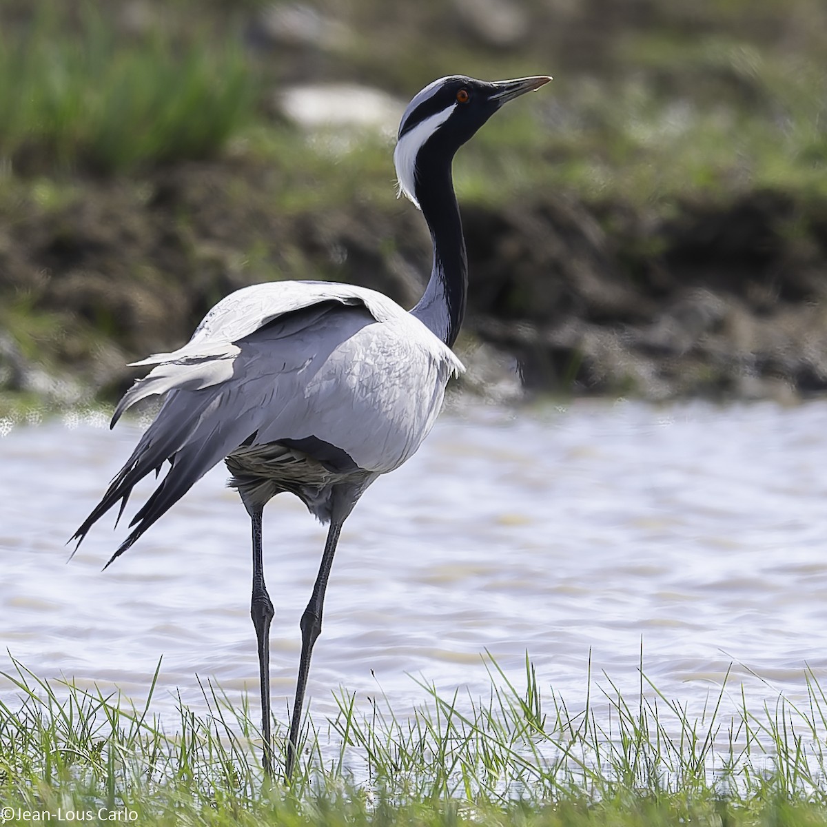 Demoiselle Crane - ML637835422