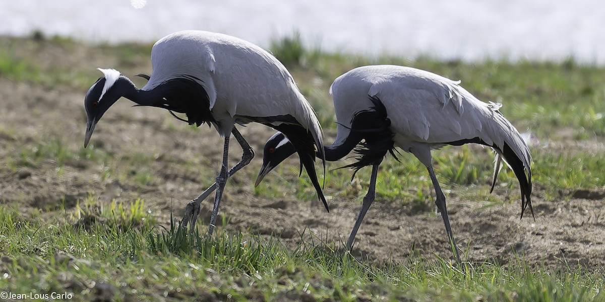 Demoiselle Crane - ML637835430