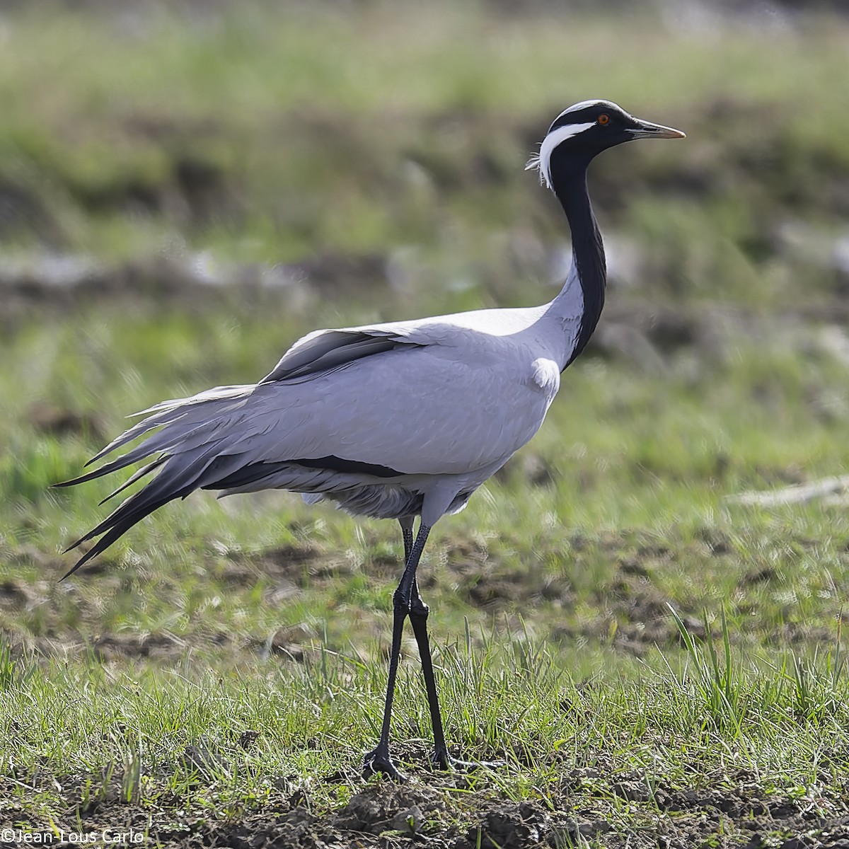 Demoiselle Crane - ML637835434