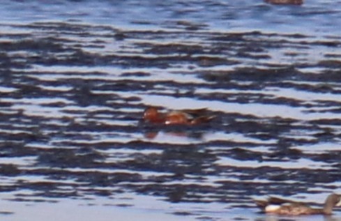 Cinnamon Teal - ML637835439