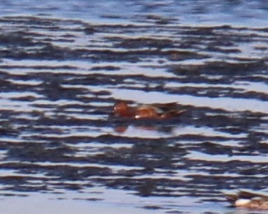 Cinnamon Teal - ML637835440