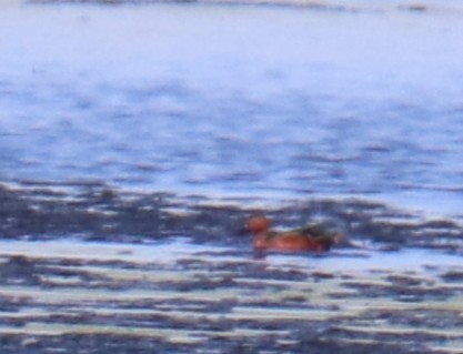 Cinnamon Teal - ML637835441