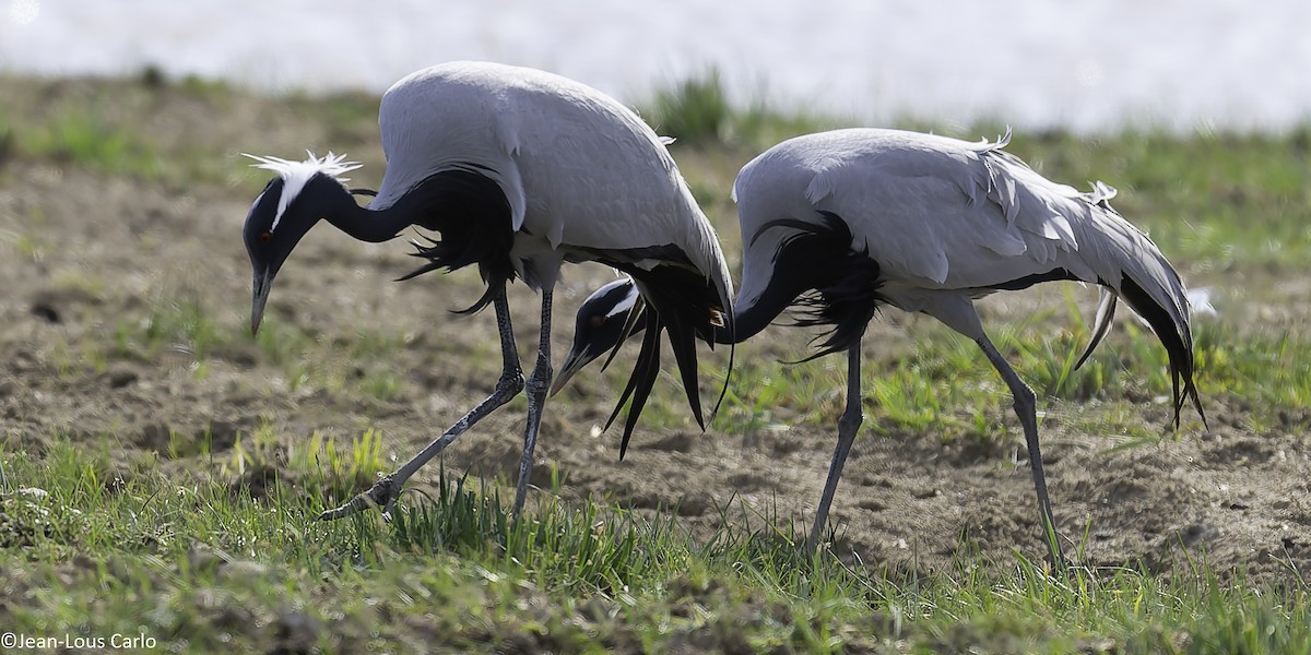 Demoiselle Crane - ML637835442