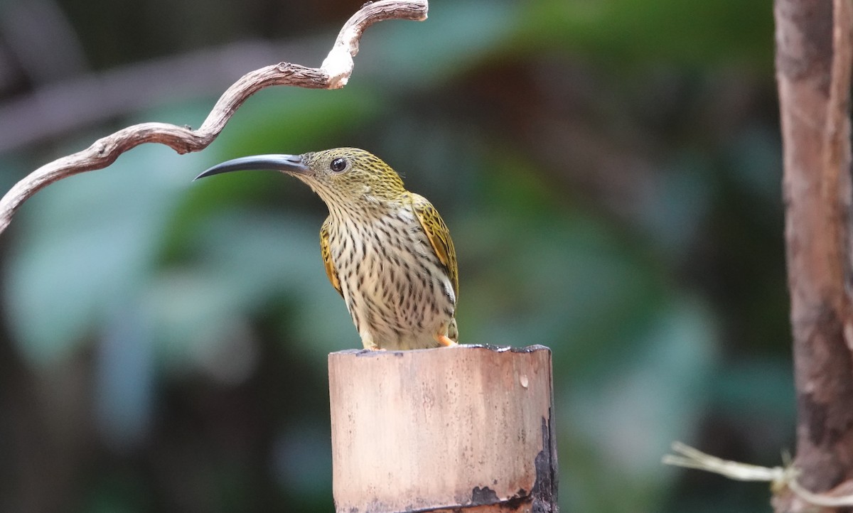 Streaked Spiderhunter - ML637835505