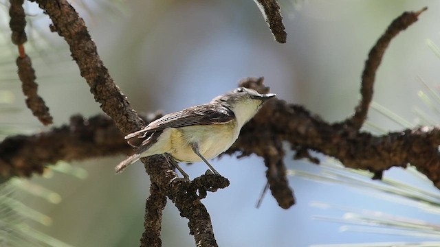 Cassin's Vireo - ML637835506