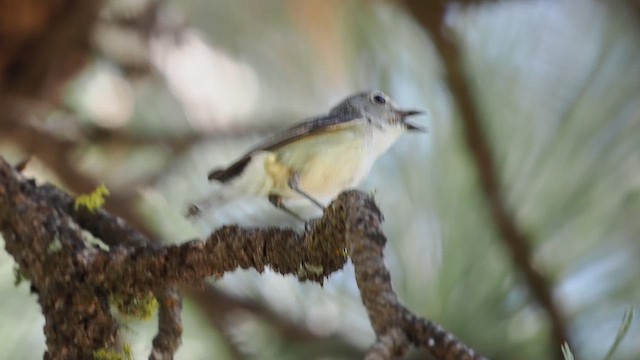 Cassin's Vireo - ML637835507