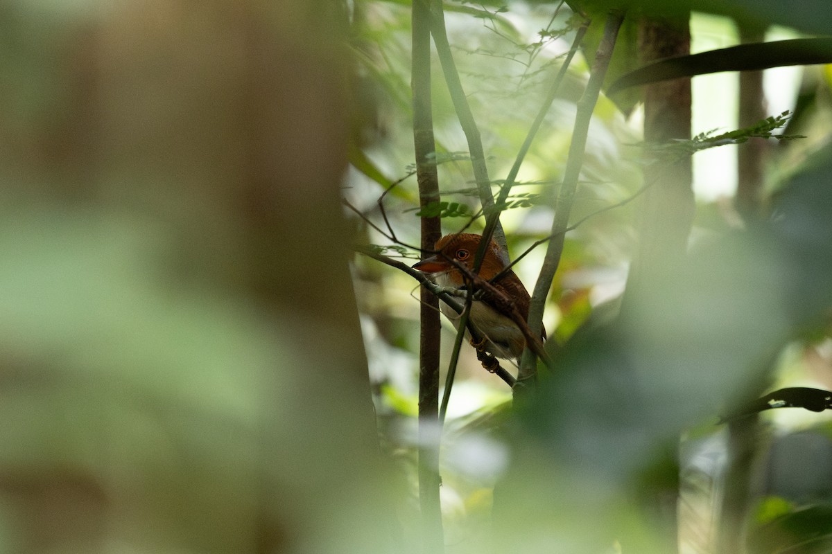 Collared Puffbird - ML637835554
