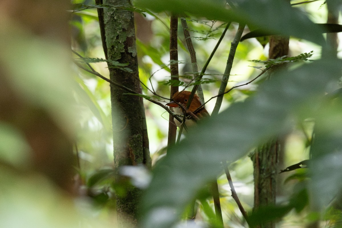 Collared Puffbird - ML637835555
